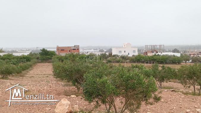 Un superbe lot de terrain de 382 m² à Hammamet Sud à vendre 51355351