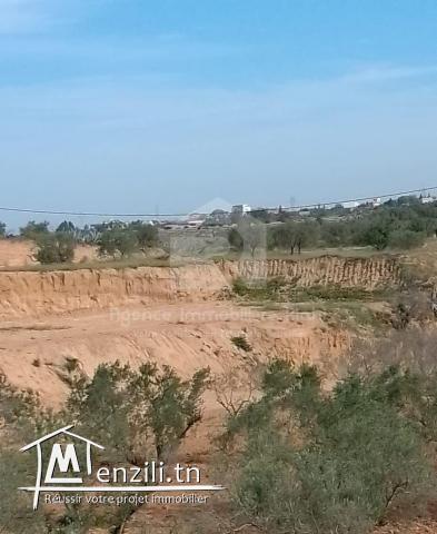 A vendre des terrains agricoles situé à Kalaa  Kbira