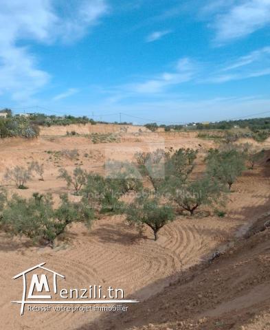 A vendre des terrains agricoles situé à Kalaa  Kbira
