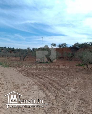 A vendre des terrains agricoles situé à Kalaa  Kbira