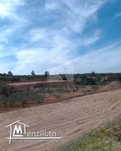 A vendre des terrains agricoles situé à Kalaa  Kbira