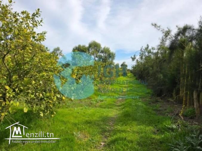 A Vendre Ferme Agricole à Bir Drassen Nabeul