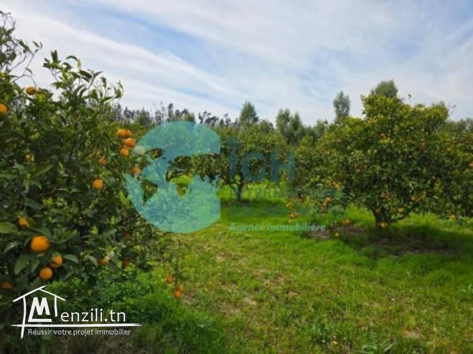 A Vendre Ferme Agricole à Bir Drassen Nabeul
