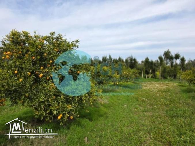 A Vendre Ferme Agricole à Bir Drassen Nabeul