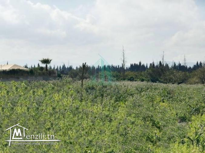 Un Terrain de 2028 m² à Morneg Ouzra