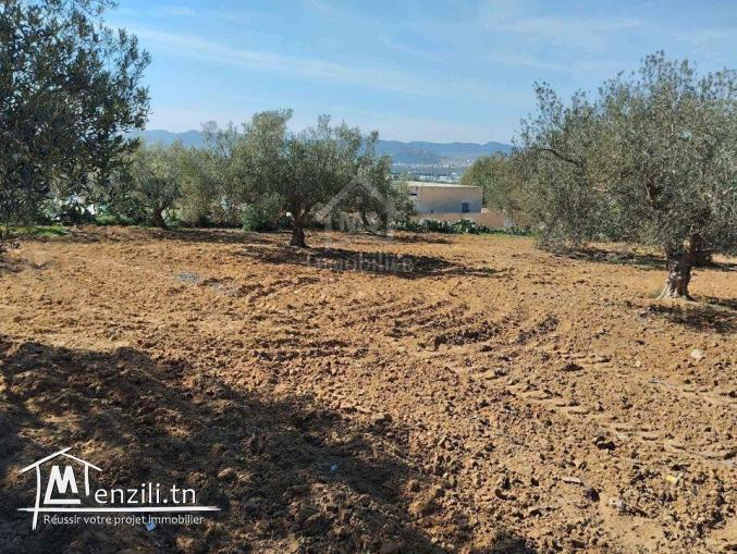 Un terrain de 1688 m² à vendre à Hammamet sud 51355351