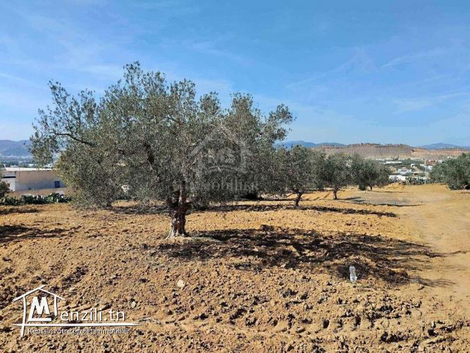 Un terrain de 1688 m² à vendre à Hammamet sud 51355351