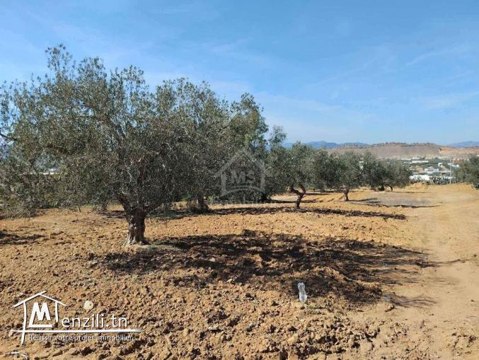 Un terrain de 1688 m² à vendre à Hammamet sud 51355351