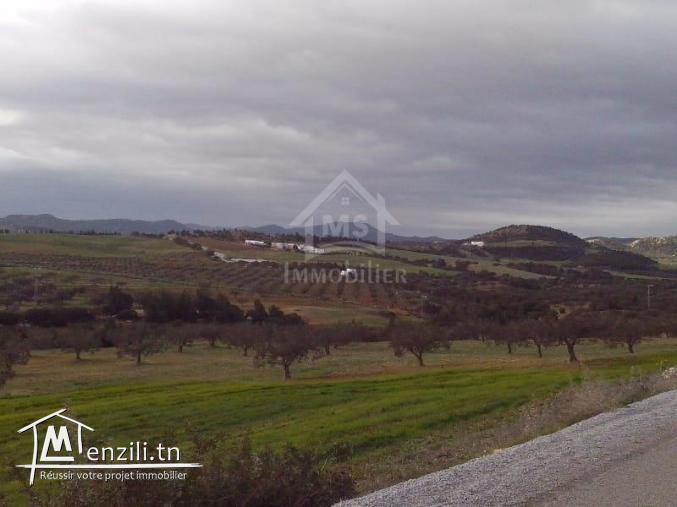 4 hectares ayant une vue de mer à vendre à Hammamet Sud 51355351