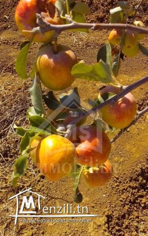 4 hectares ayant une vue de mer à vendre à Hammamet Sud 51355351