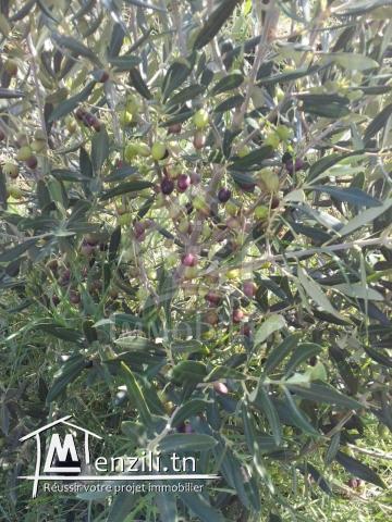 4 hectares ayant une vue de mer à vendre à Hammamet Sud 51355351