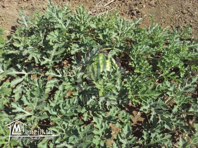 4 hectares ayant une vue de mer à vendre à Hammamet Sud 51355351