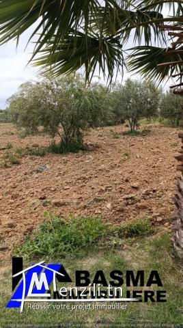 Un terrain agricole à vendre située à kalaa kbira en derrière mall sousse
