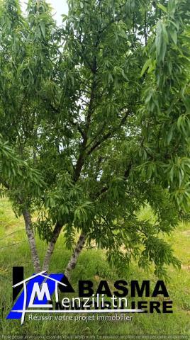 Un terrain agricole à vendre située à kalaa kbira en derrière mall sousse