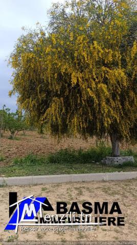Un terrain agricole à vendre située à kalaa kbira en derrière mall sousse
