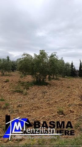 Un terrain agricole à vendre située à kalaa kbira en derrière mall sousse