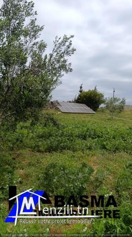 Un terrain agricole à vendre située à kalaa kbira en derrière mall sousse