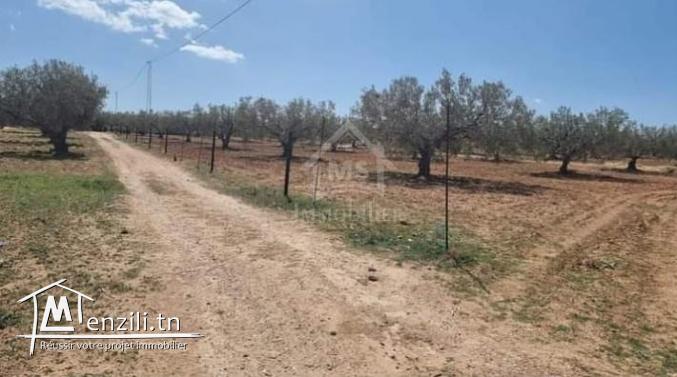 Quatre lots de terrain à vendre à Hammamet Sud 51355351