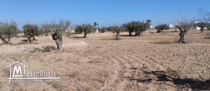 Terrain 2260 m2 à Menzel BEN HAMMOUDA -   منزل بن حمودة Jaabira- Djerba.