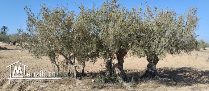 Terrain 2260 m2 à Menzel BEN HAMMOUDA -   منزل بن حمودة Jaabira- Djerba.