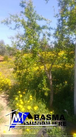 Une ferme de un hectare et 3000m² à vendre situé à kalaa kbira en derrière dar zitouna