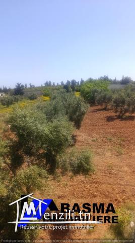 Une ferme de un hectare et 3000m² à vendre situé à kalaa kbira en derrière dar zitouna
