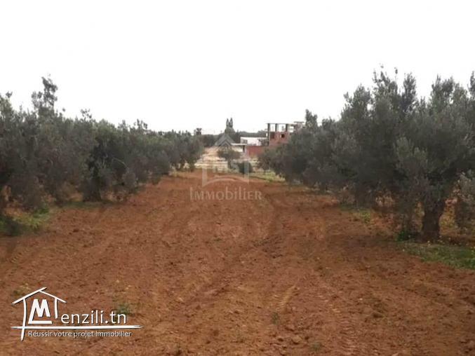 Terrain à vendre à 200 dt/m² à Hammamet Sud 51355351