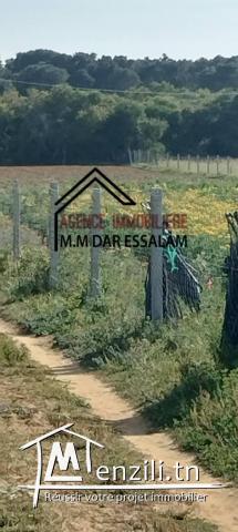 terrain agricole à vendre