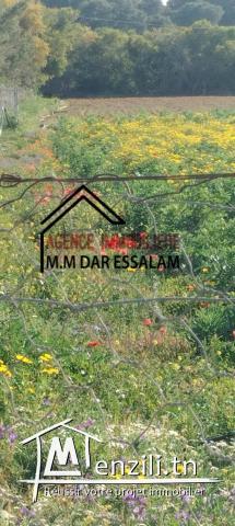 terrain agricole à vendre