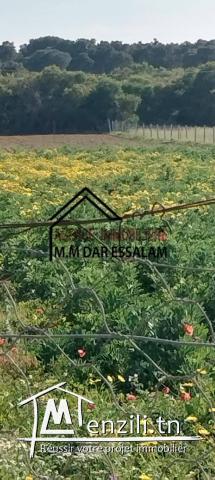 terrain agricole à vendre