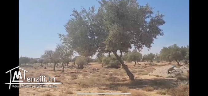 À vendre : Terrain nu de 1076 m²