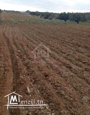 Terrain à birbouragba à vendre 51355351