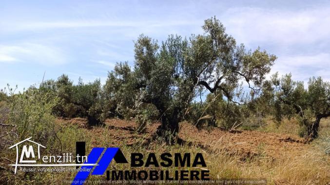 Une ferme à vendre situé à kalaa kbira