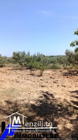 Une ferme à vendre situé à kalaa kbira