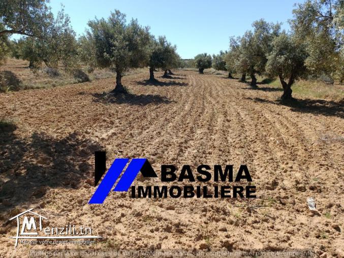 Une ferme de un hectare et 7000m² à vendre situé à kalaa kbira