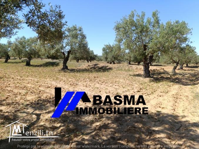 Une ferme de un hectare et 7000m² à vendre situé à kalaa kbira