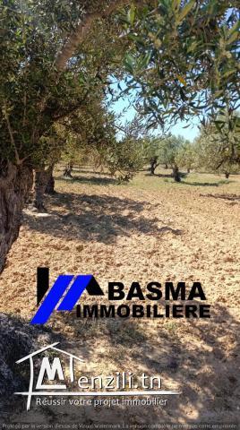 Une ferme de un hectare et 7000m² à vendre situé à kalaa kbira