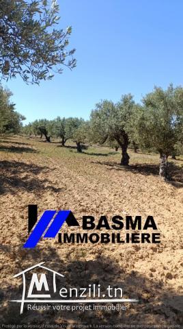 Une ferme de un hectare et 7000m² à vendre situé à kalaa kbira