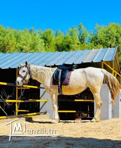 Maison de vacances Dar louzir à Tazarka