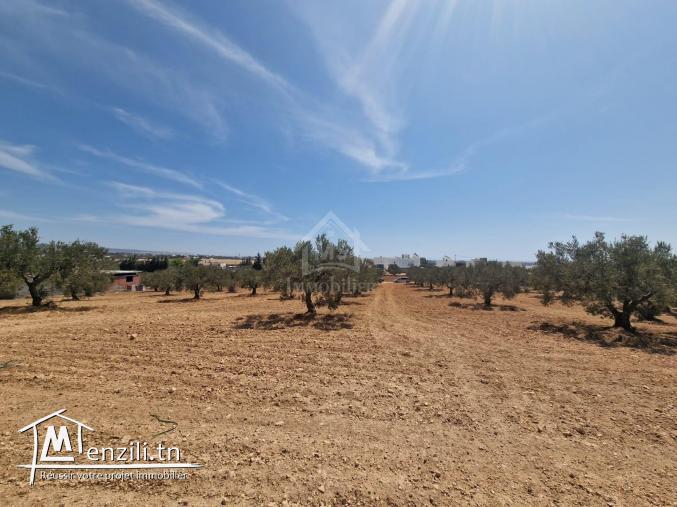 Terrain de 1000 m² à vendre à 200 MD à Hammamet Sud 51355351