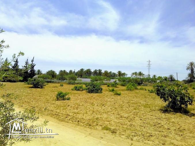 A vendre un magnifique terrain a sedghiane , midoun djerba 2660 m carré