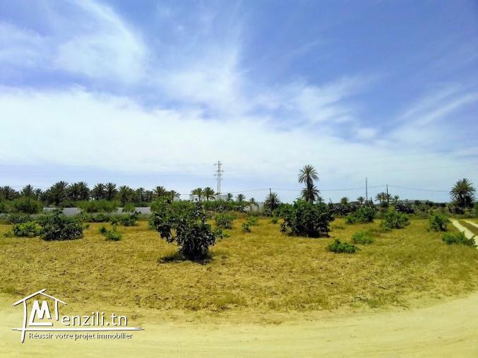 A vendre un magnifique terrain a sedghiane , midoun djerba 2660 m carré