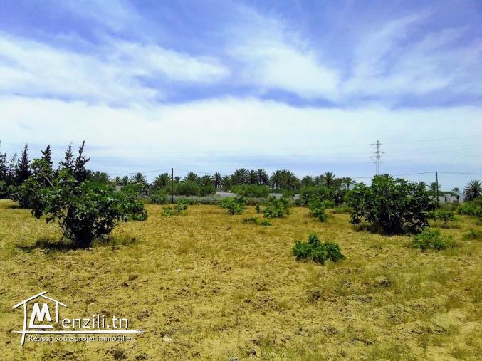 A vendre un magnifique terrain a sedghiane , midoun djerba 2660 m carré