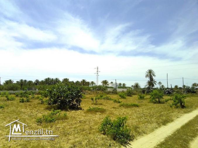 A vendre un magnifique terrain a sedghiane , midoun djerba 2660 m carré