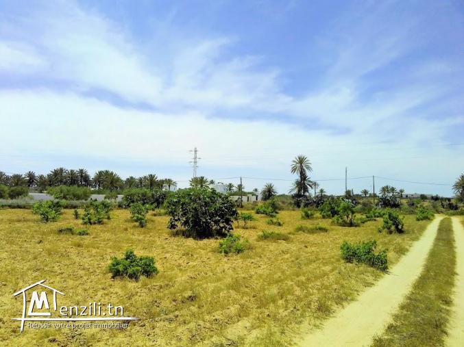 A vendre un magnifique terrain a sedghiane , midoun djerba 2660 m carré