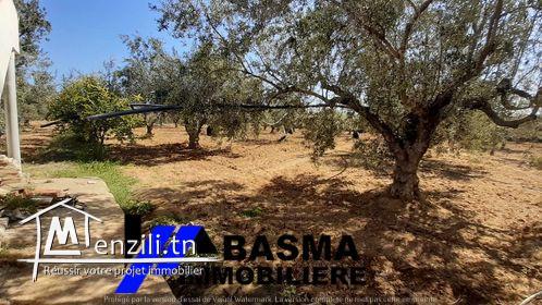 Une ferme à vendre situé à Foukaiya chatt mariem