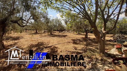 Une ferme à vendre situé à Foukaiya chatt mariem