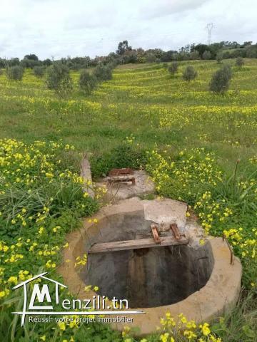 سانية للبيع