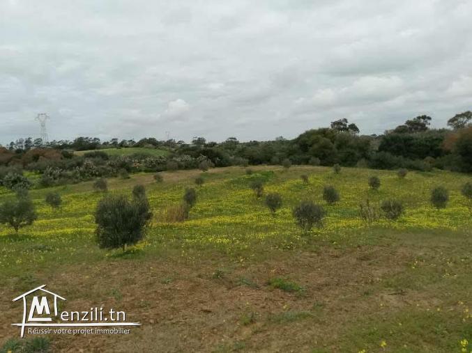 سانية للبيع