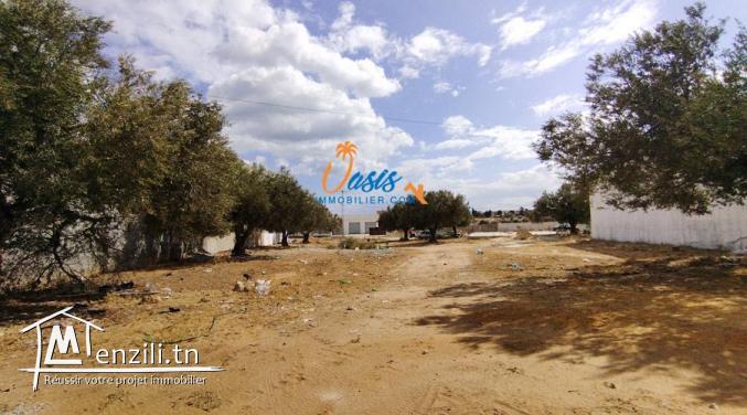 Terrain jinene Hammamet